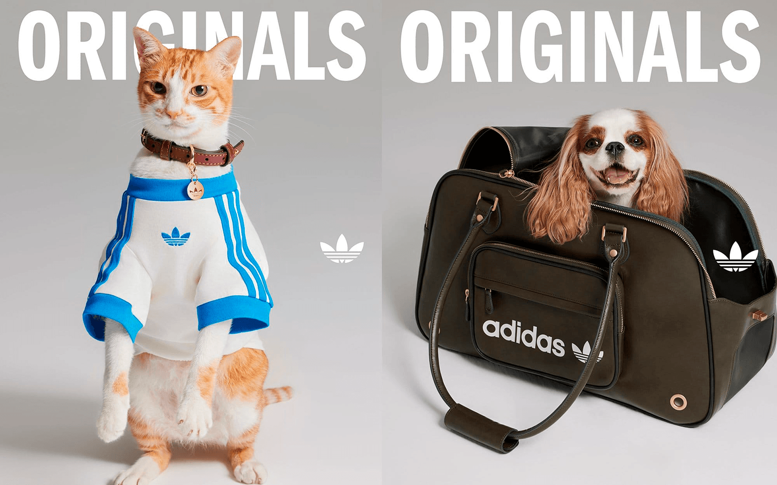 Campaña Adidas Originals con un gato vestido con camiseta Adidas y un perro en bolso deportivo Adidas, mostrando creatividad y estilo urbano.